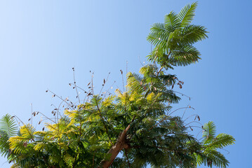 Acacia tree with green and yellow leaves against blue sky on the sun, close up, background.