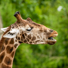 close up of giraffe head