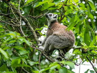 Lemur in tree