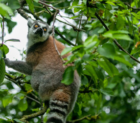Lemur in tree