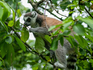 Lemur in tree