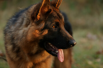 Close up portrait of happy friendly adult black and tan German Shepherd dog with open mouth and...