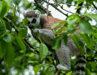 Lemur in tree