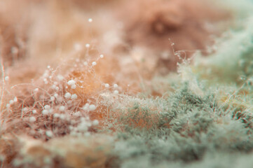 Bread mold, micrograph, close-up