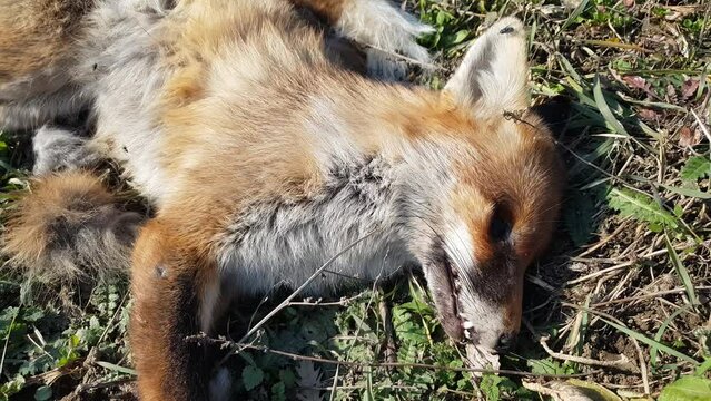 A dead adult red fox on the grass, a poisoned or shot wild animal