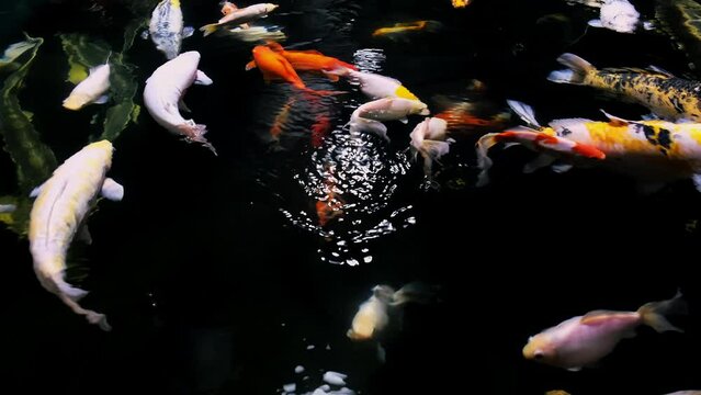 Colorful koi carp fish swimming in pond with fresh clear water. A lot of animals. Calming natural background. Zen. Fish school. Zoo pool. Slow motion. 4k. Top view. Beauty in nature.