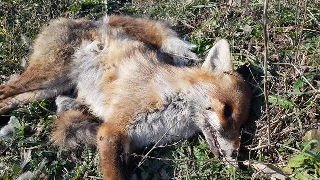 A dead adult red fox covered in ice and frost on the grass, a poisoned or shot wild animal