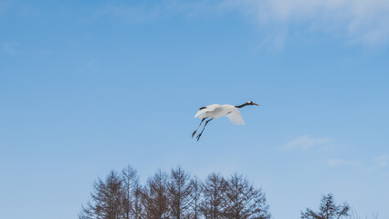 鶴居村のタンチョウ