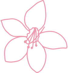 cassia bakeriana pink flower