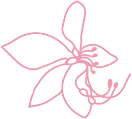 cassia bakeriana pink flower