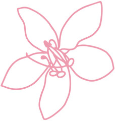 cassia bakeriana pink flower