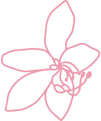 cassia bakeriana pink flower