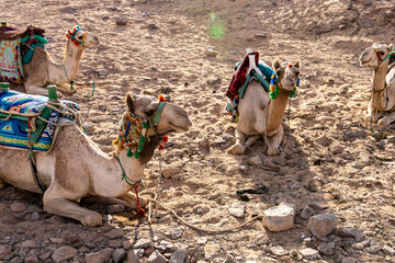 Camels for Tourist in Aswan Desert Landscape. Aswan, Egypt.
