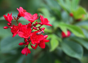 Selective focus Peregrina plant red flowers with bees