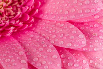 Pink Gerbera flower