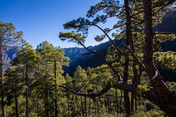Fototapeta na wymiar Landscape in Bejenado Peak in Caldera de Taburiente, La Palma, Spain
