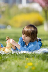 Fototapeta na wymiar Cute little boy with ducklings springtime, playing together