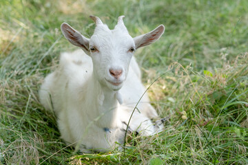 A young white pure goat lies on a pasture in spring.