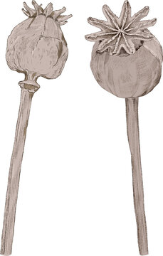 Dried Poppy Seed Heads on Stems, front and back views. Isolated png. Hand drawn line sketch, beige brown.