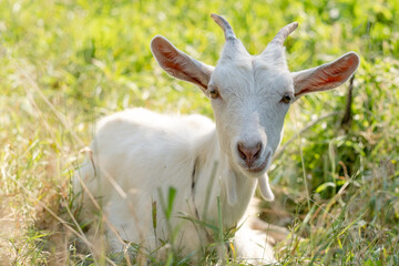A young white pure goat lies on a pasture in spring.