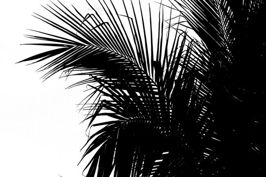 silhouette palm leaf png transparent
