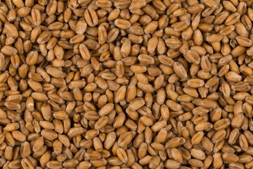 whole background of wheat grain