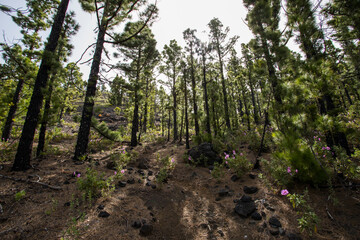 Scene of the Birigoyo peak, La Palma Island, Canary Islands.