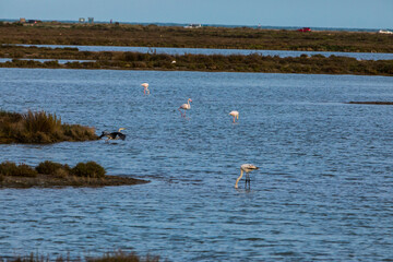 Flamingos in Delta de l'Ebre Nature Park, Tarragona, Spain