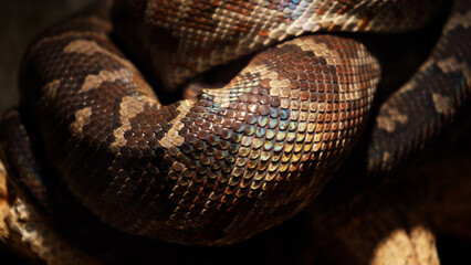 Fototapeta premium A scaly large reticulated python coiled up in a knot and waits for a victim. A beautiful pattern on the skin shimmers with a rainbow.