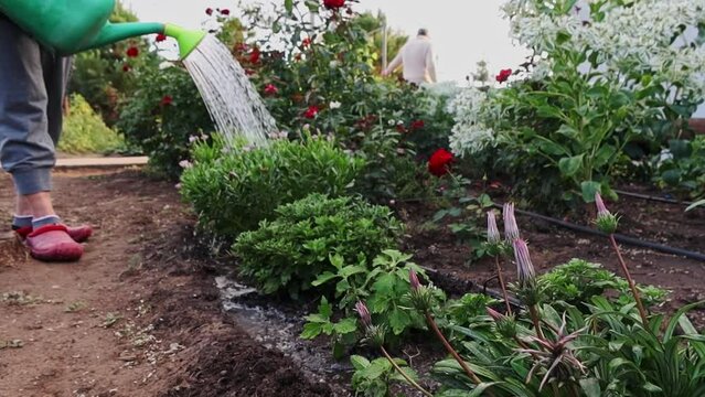 Woman watering flowers in garden. Female taking care of plants and organic fresh agricultural product. High quality FullHD footage
