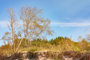Fototapeta premium A withering whimsically twisted tree on a sandy shore near the sea. Unfavorable environment for plant survival. Background to the theme of drought and depletion of fertile soils.