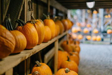 Festive pumpkins on the farm
