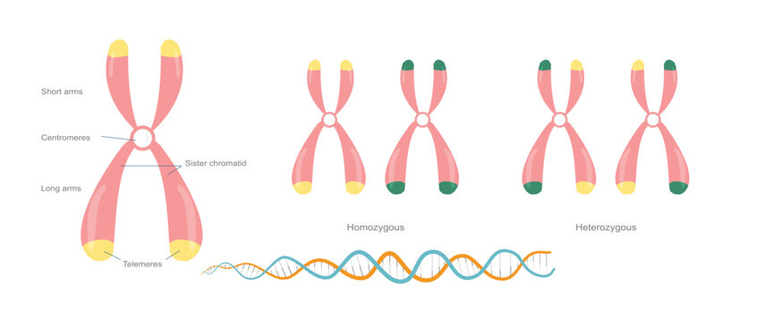 Chromosomes genetic dna technology science education 