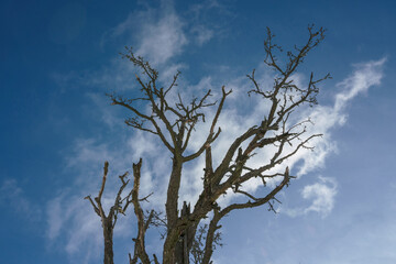 Dark silhouette of lonely dried tree against cloudy blue sky. Bared branches of dry tree.