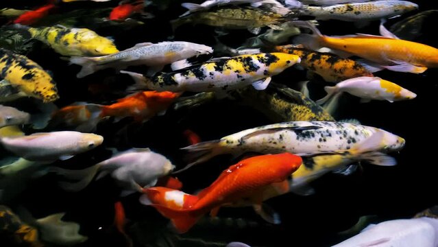Colorful koi carp fish swimming in pond with fresh clear water. A lot of animals. Calming natural background. Zen. Fish school. Zoo pool. Slow motion. 4k. Top view. Beauty in nature.