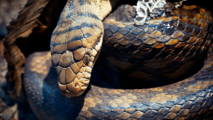 A scaly large reticulated python coiled up in a knot and waits for a victim. A beautiful pattern on the skin shimmers with a rainbow.