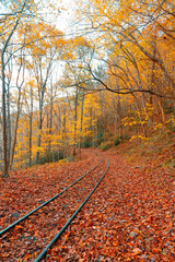 Naklejka na ściany i meble Train tracks with foliage