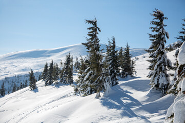 Skiing in the snowy mountains among spruce trees, Carpathian Mountains, Drahobrat ski resort