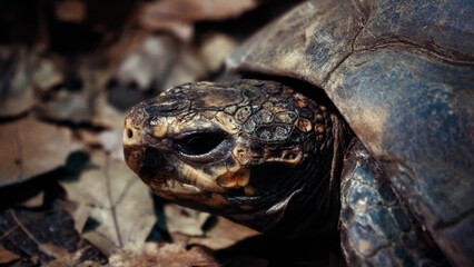 Obraz premium Slow motion old land turtle moving its forelegs and head, looking and preparing to defend with its paws, living in a natural park.