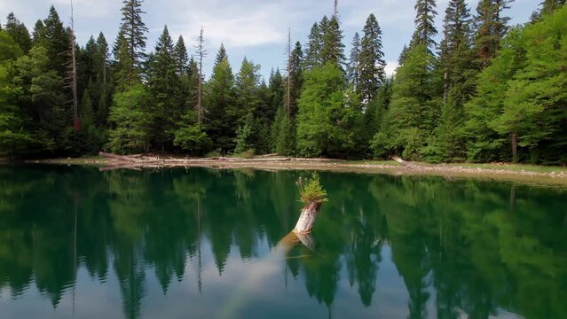 Little Pine Tree in the Middle of Glacial Zabojsko Lake. A Small Christmas Tree in the Middle of the Lake on the Remains of an Old Tree. Mali Bor u Zabojskom Jezeru