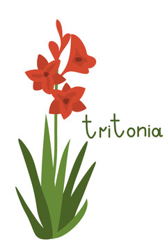 Red tritonia illustration