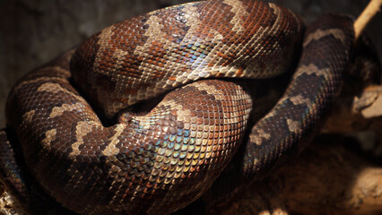 A scaly large reticulated python coiled up in a knot and waits for a victim. A beautiful pattern on the skin shimmers with a rainbow.
