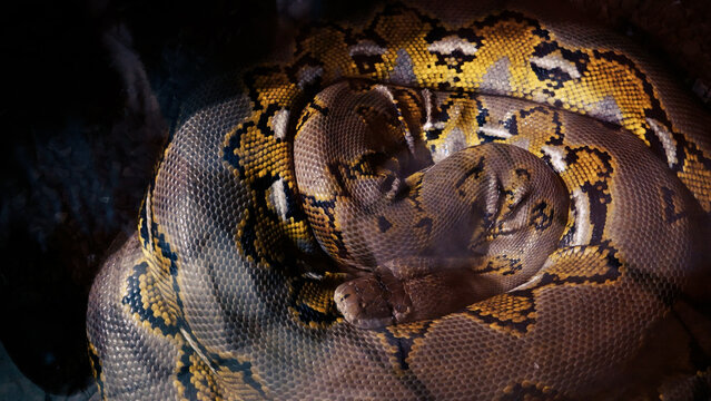 A scaly large reticulated python coiled up in a knot and waits for a victim. A beautiful pattern on the skin shimmers with a rainbow.