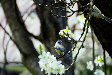  Różne gatunki ptaków jakie się spotyka na wiosnę w ogrodach i parkach tworzą wiosenną scsnerię - obrazy, fototapety, plakaty