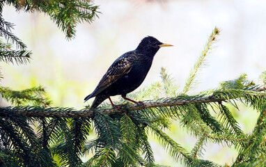  Różne gatunki ptaków jakie się spotyka na wiosnę w ogrodach i parkach tworzą wiosenną scsnerię