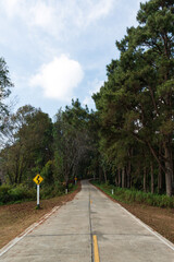 The concrete road into Pine Forest, Pine Trees, with right winding road warning sign to Doi Pha Hom Pok National Park, Fang District, Chiang Mai, Thailand..