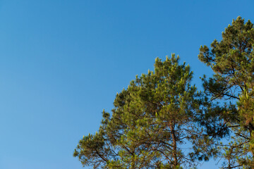 Pine Forest, Pine Trees, The two-leaf and three-leaf pine trees at Doi Pha Hom Pok National Park, Fang District, Chiang Mai, Thailand.
