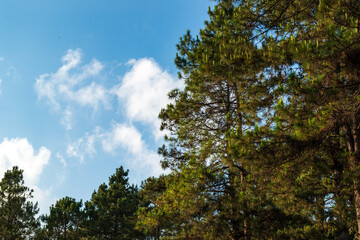 Pine Forest, Pine Trees, The two-leaf and three-leaf pine trees at Doi Pha Hom Pok National Park, Fang District, Chiang Mai, Thailand.