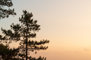 Silhouette landscape view of pine forest, pine trees, the two-leaf and three-leaf pine trees,at Doi Pha Hom Pok National Park, Fang District, Chiang Mai, Thailand.