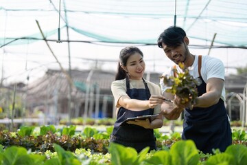Asian woman and man farmer working together in organic hydroponic salad vegetable farm. inspect quality of lettuce in greenhouse garden